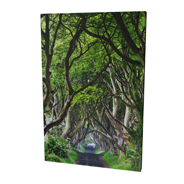 The Dark Hedges, Co. Antrim