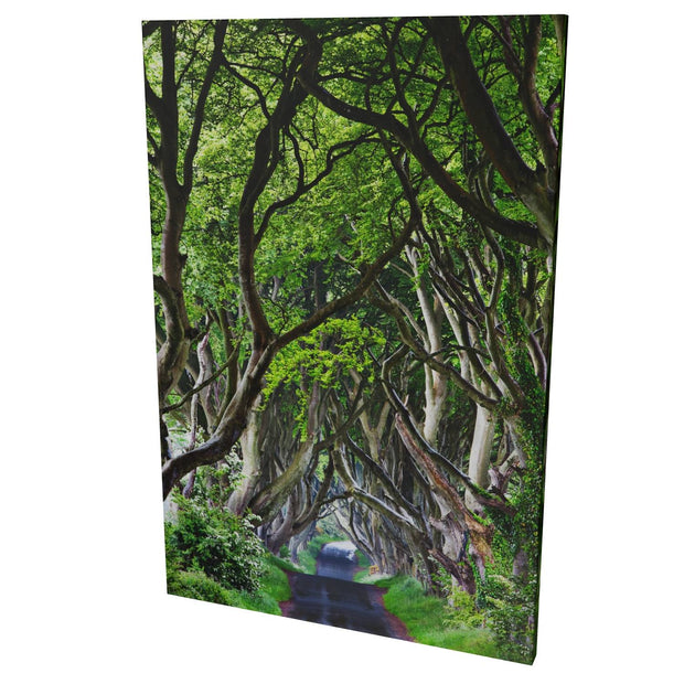 The Dark Hedges, Co. Antrim