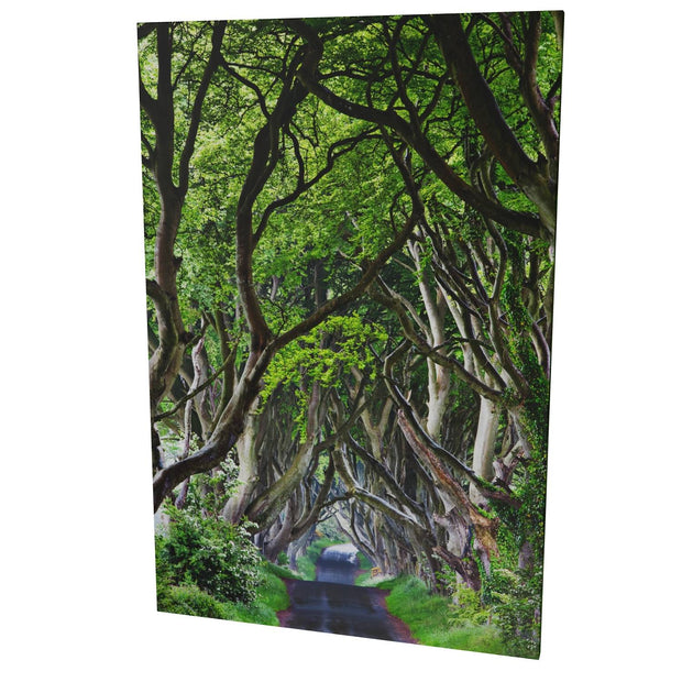The Dark Hedges, Co. Antrim