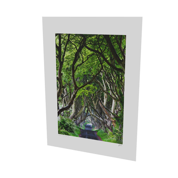 The Dark Hedges, Co. Antrim