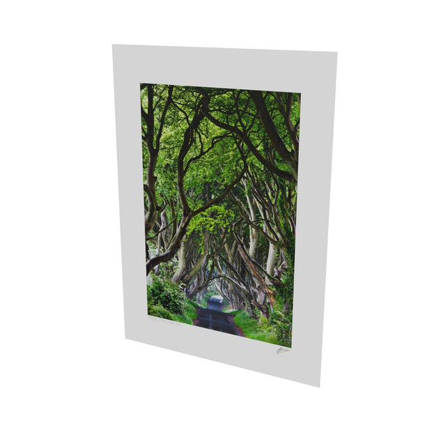 The Dark Hedges, Co. Antrim
