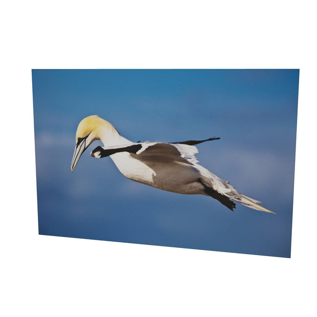 Gannet, Bull Rock, Co. Cork