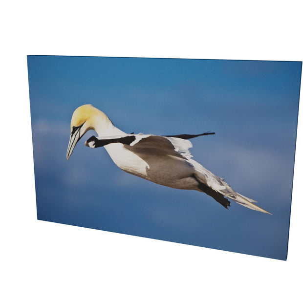 Gannet, Bull Rock, Co. Cork