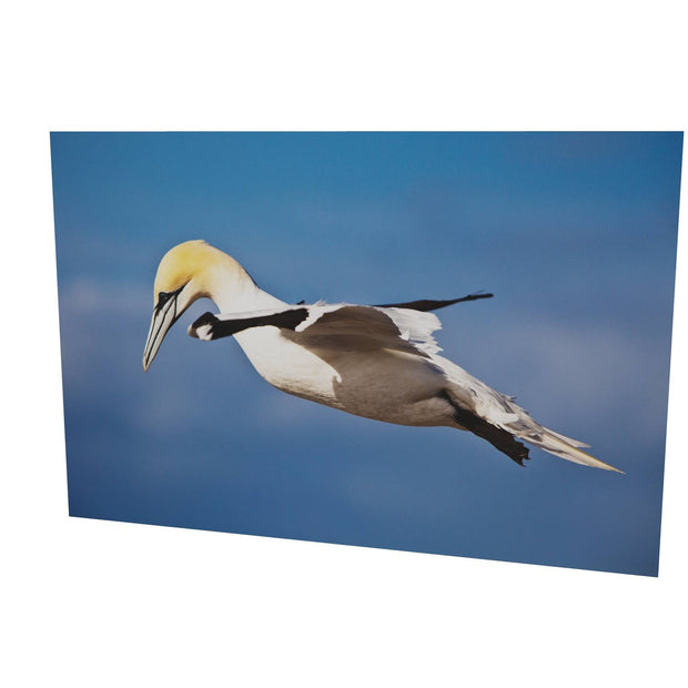 Gannet, Bull Rock, Co. Cork