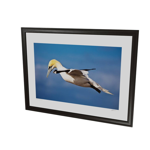 Gannet, Bull Rock, Co. Cork