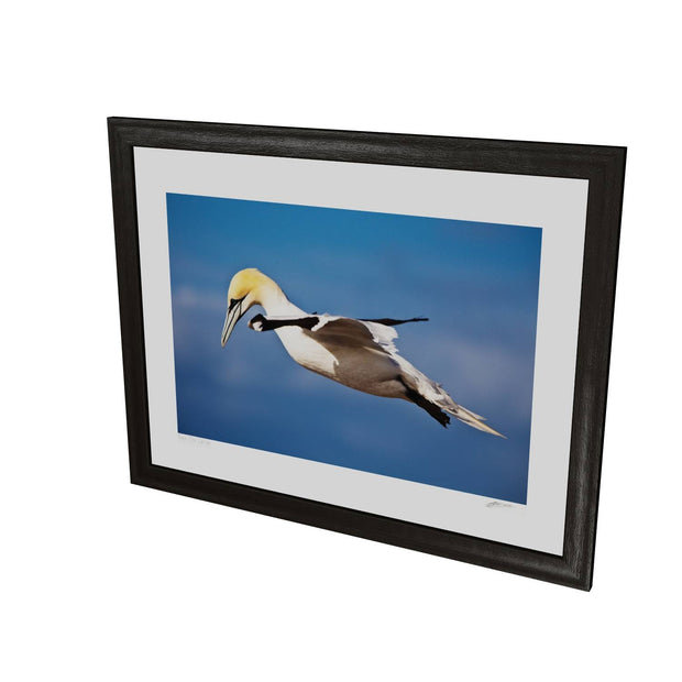 Gannet, Bull Rock, Co. Cork