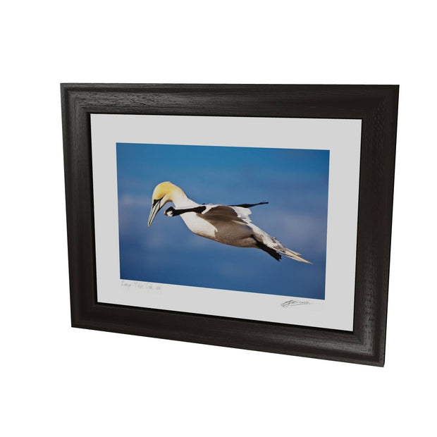 Gannet, Bull Rock, Co. Cork