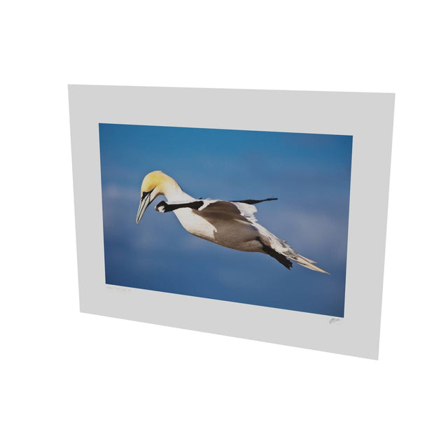 Gannet, Bull Rock, Co. Cork