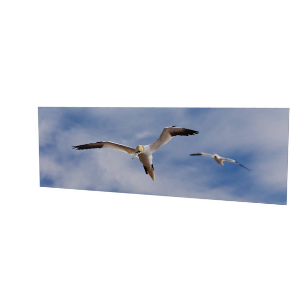 Gannets at Bull Rock Lighthouse