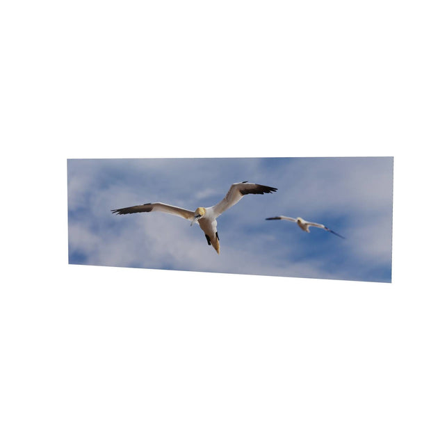 Gannets at Bull Rock Lighthouse