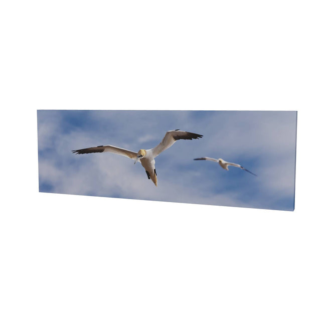 Gannets at Bull Rock Lighthouse