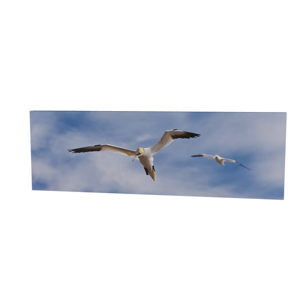Gannets at Bull Rock Lighthouse
