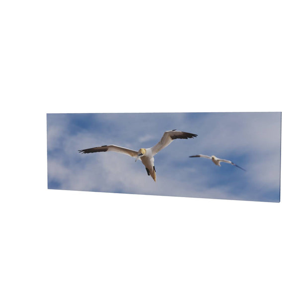 Gannets at Bull Rock Lighthouse
