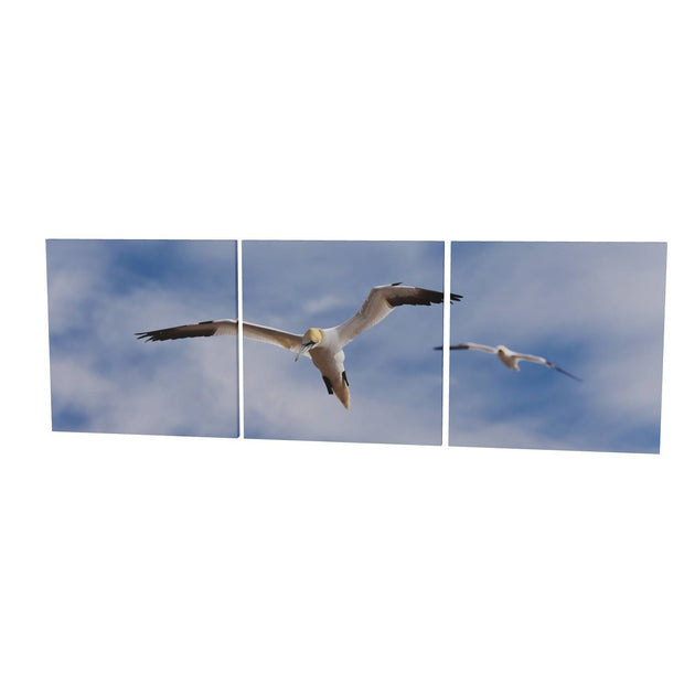 Gannets at Bull Rock Lighthouse