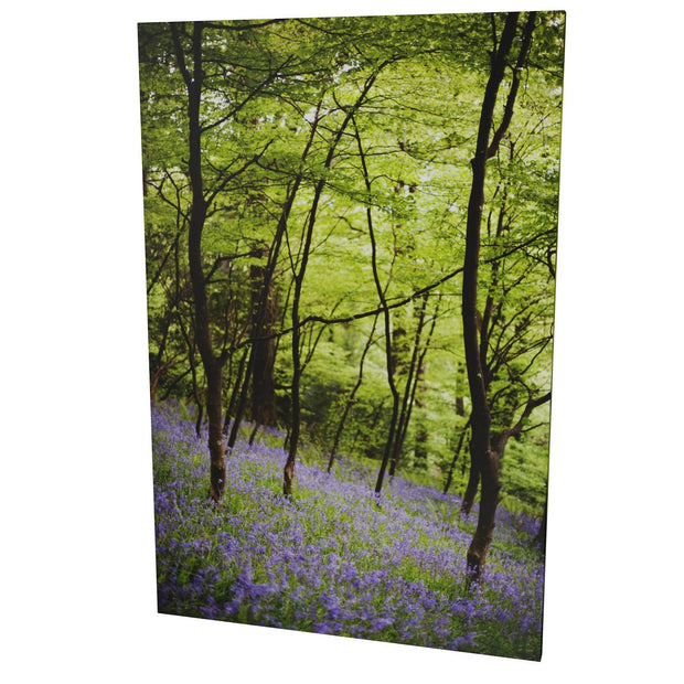 Fairytale Woods, Courtmacsherry, Co. Cork