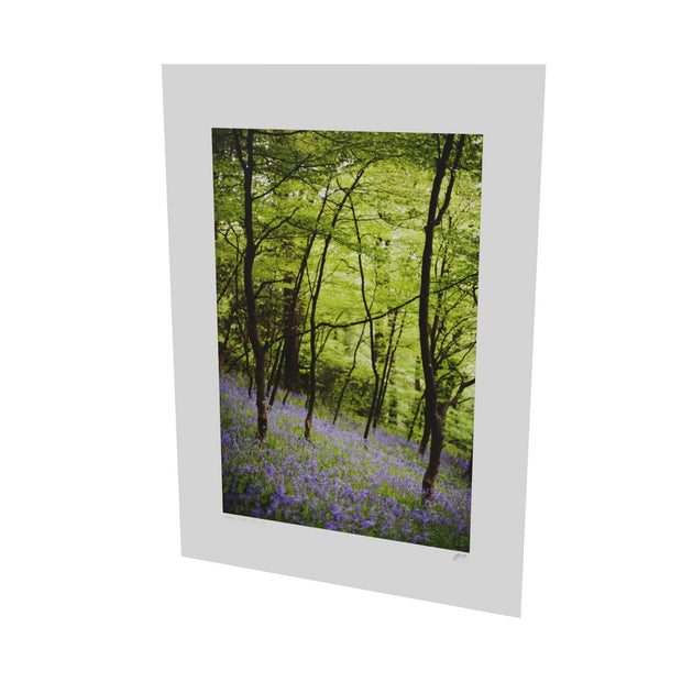 Fairytale Woods, Courtmacsherry, Co. Cork
