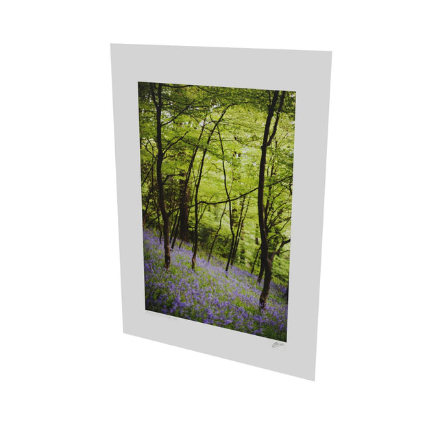 Fairytale Woods, Courtmacsherry, Co. Cork