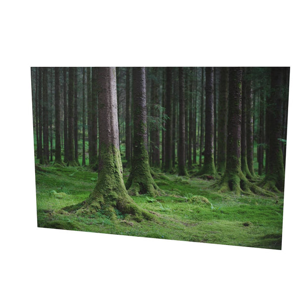 Woods, Gougane Barra, Co. Cork
