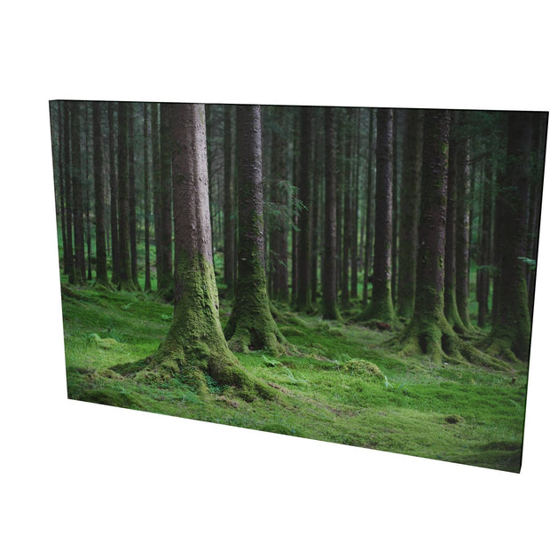 Woods, Gougane Barra, Co. Cork