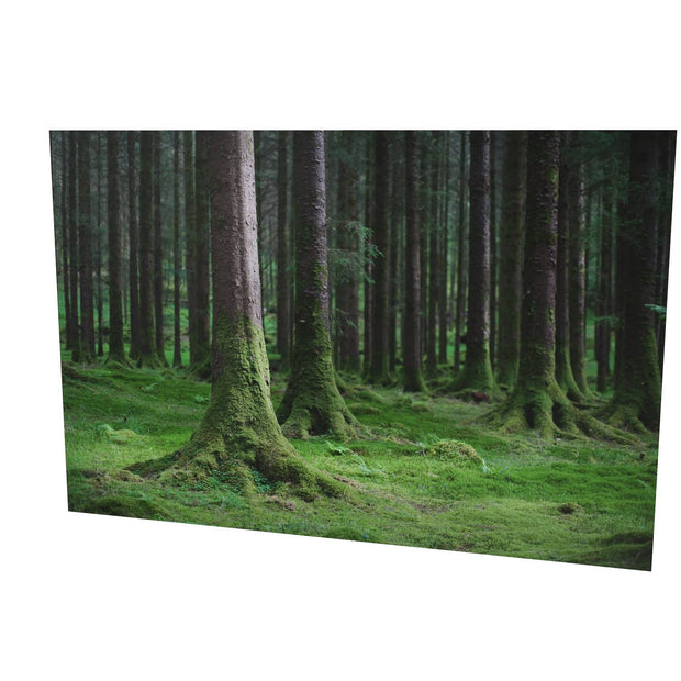 Woods, Gougane Barra, Co. Cork