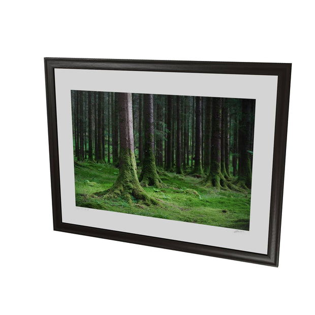 Woods, Gougane Barra, Co. Cork