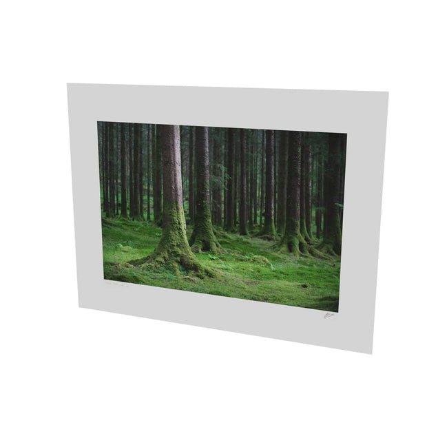 Woods, Gougane Barra, Co. Cork