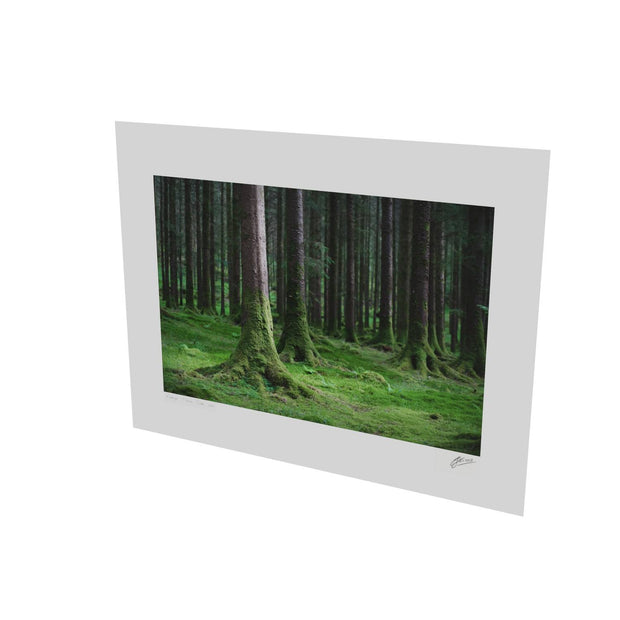 Woods, Gougane Barra, Co. Cork
