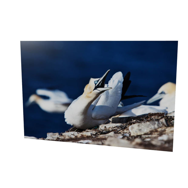 Angry Gannet, Bull Rock, Co. Cork