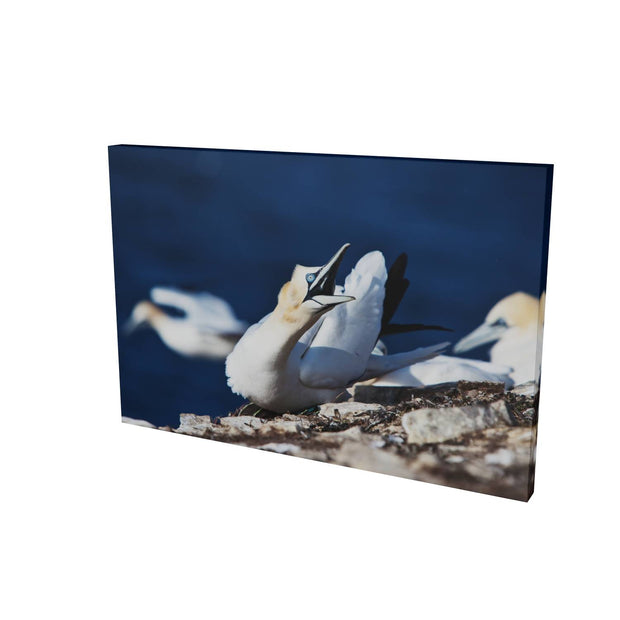 Angry Gannet, Bull Rock, Co. Cork