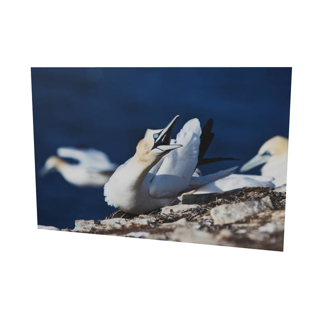Angry Gannet, Bull Rock, Co. Cork