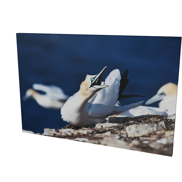 Angry Gannet, Bull Rock, Co. Cork