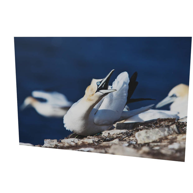 Angry Gannet, Bull Rock, Co. Cork