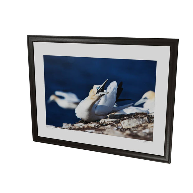 Angry Gannet, Bull Rock, Co. Cork