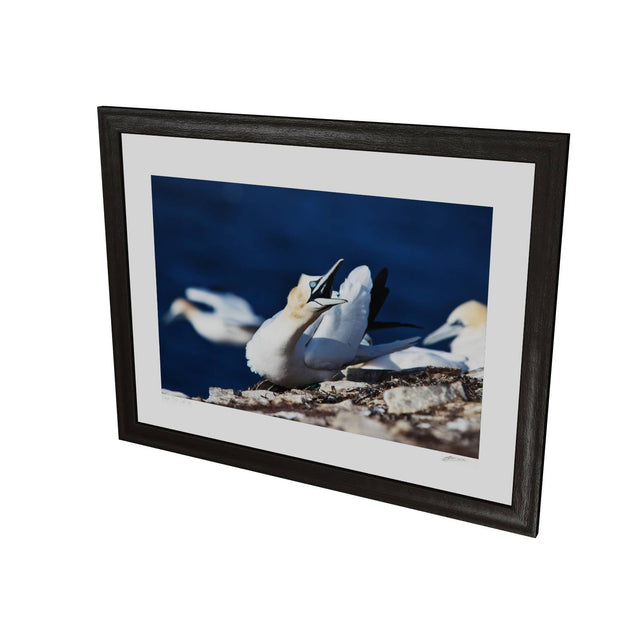 Angry Gannet, Bull Rock, Co. Cork