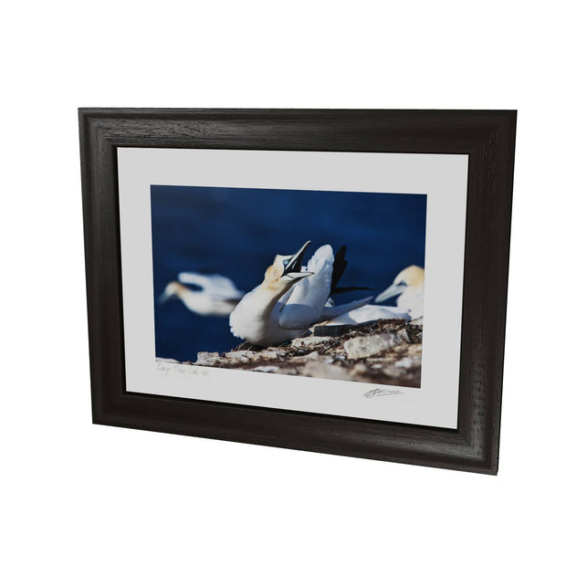 Angry Gannet, Bull Rock, Co. Cork