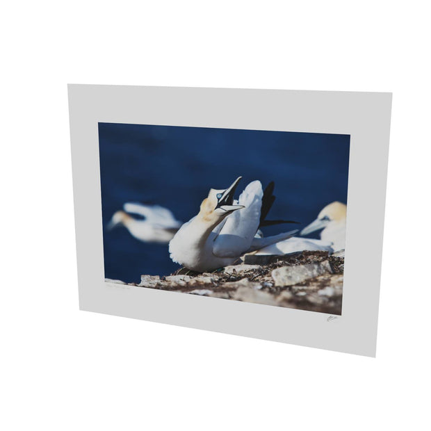Angry Gannet, Bull Rock, Co. Cork