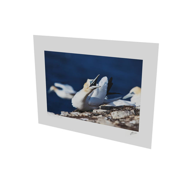 Angry Gannet, Bull Rock, Co. Cork