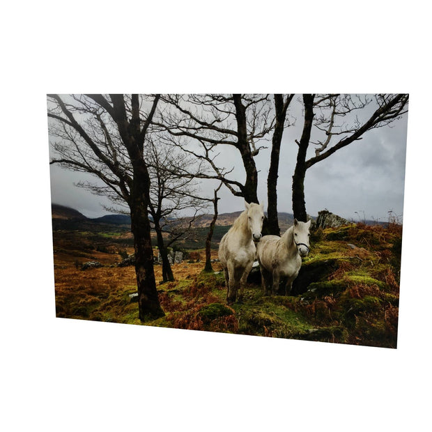 Horses, Gougane Barra, Cork