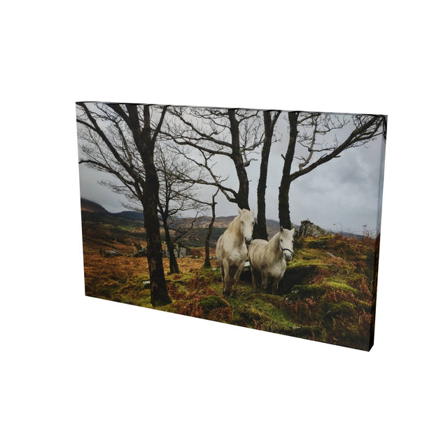 Horses, Gougane Barra, Cork