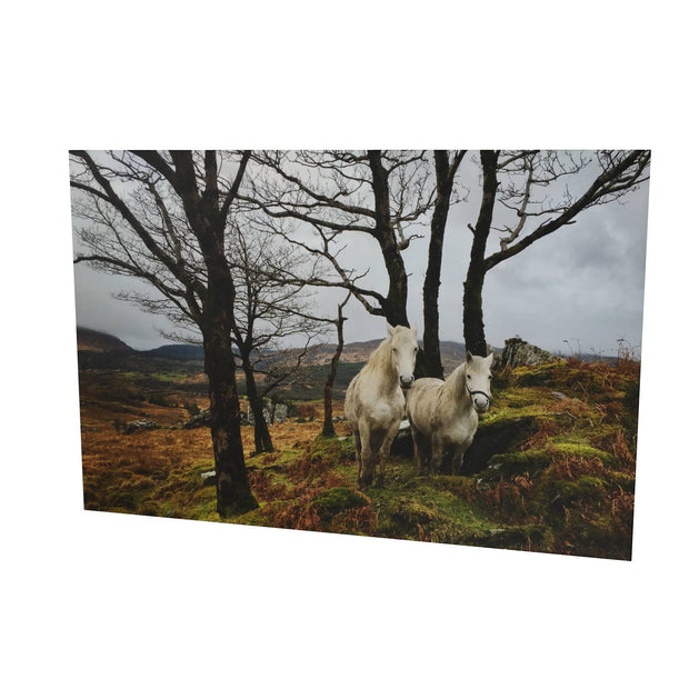 Horses, Gougane Barra, Cork