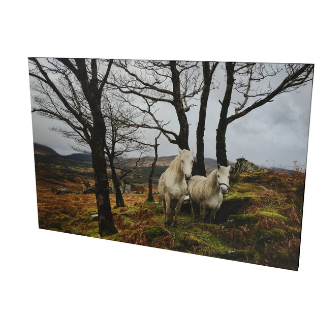 Horses, Gougane Barra, Cork