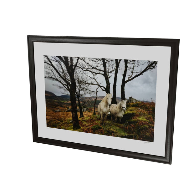 Horses, Gougane Barra, Cork