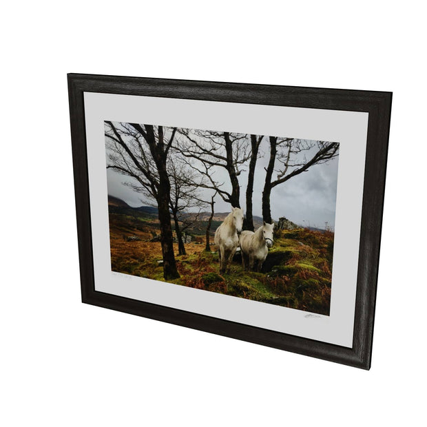 Horses, Gougane Barra, Cork