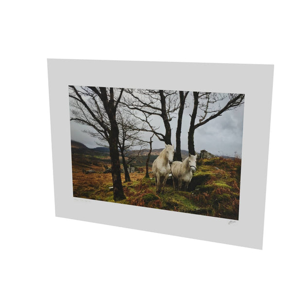Horses, Gougane Barra, Cork