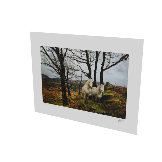 Horses, Gougane Barra, Cork