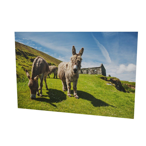 Donkeys, Great Blasket Island, Co. Kerry