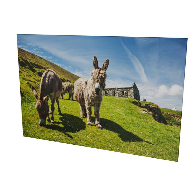 Donkeys, Great Blasket Island, Co. Kerry