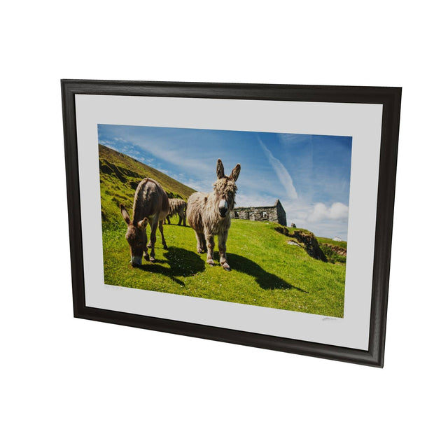 Donkeys, Great Blasket Island, Co. Kerry