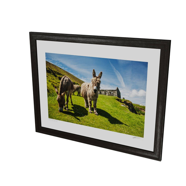 Donkeys, Great Blasket Island, Co. Kerry