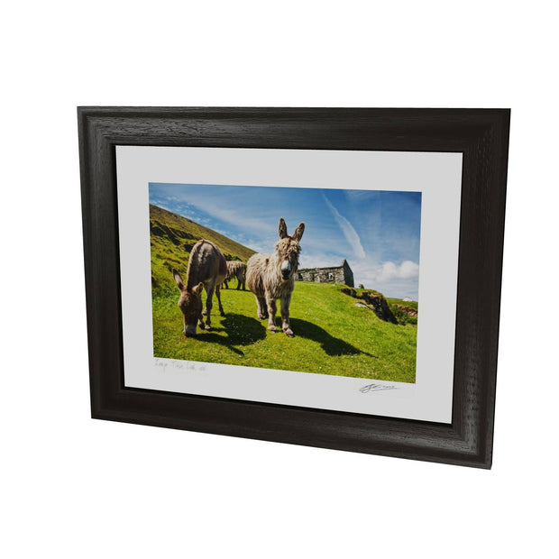 Donkeys, Great Blasket Island, Co. Kerry